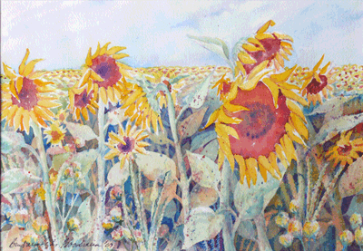 Kansas Sunflowers